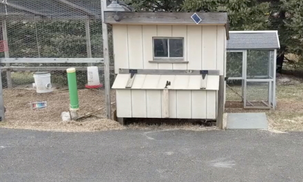 Getting high tech with my chicken coop