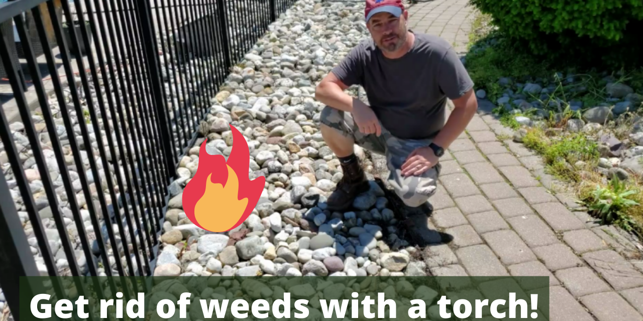 Get rid of weeds the fun and easy way – with a propane torch!