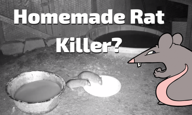 Homemade Rat killer?